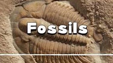 Roving Ranger – Fossils - University of Texoma