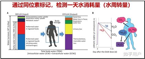 研究称「每天8杯水」可能太多了，每天 8 杯水是伪科学吗？水喝的太多是否会对身体有害？ 知乎