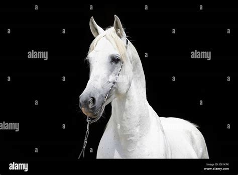 Arabian Horse Portrait Stock Photo Alamy