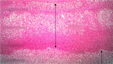 Adrenal Gland Histology 2 Diagram | Quizlet