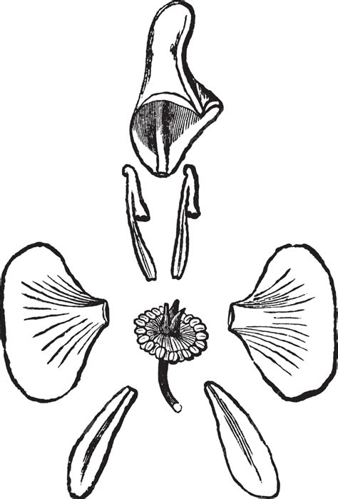 Monkshood Vintage Illustration Black Monkshood Laterals Vector, Black