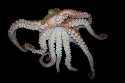 Octopus Genome Reveals Secrets to Complex Intelligence - Scientific ...