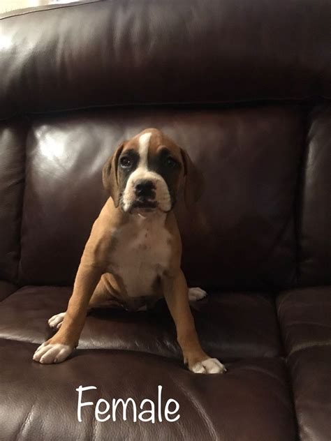 Boxer Puppies For Sale Adorable Purebred And Mixed Breeds
