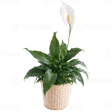 Peace Lily Plant With Dark Green Glossy Leaves And White Spathes In A Woven Basket 44859665 Png