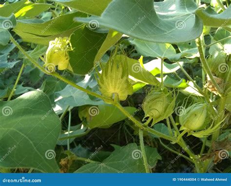 Beautiful cotton plants stock photo. Image of herb, evergreen - 190444004