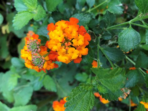 Lantana, Texas | AustinTexas.gov