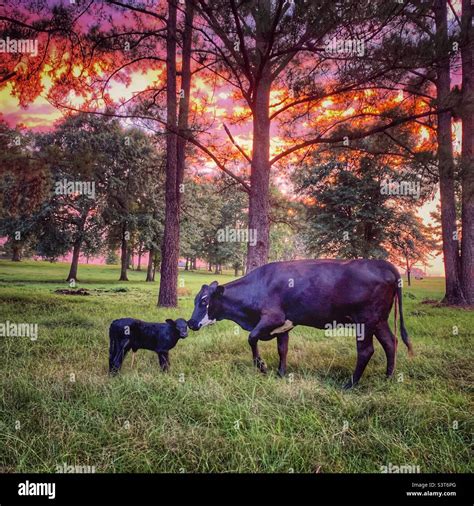 Cow and new calf with a farm sunset Stock Photo - Alamy