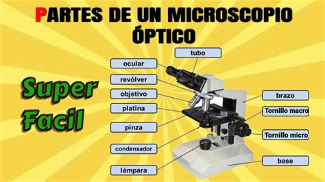 Partes Y Definiciones Del Microscopio