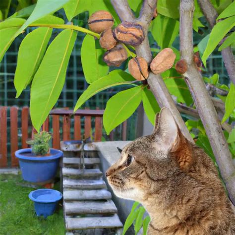 Is Black Walnut Toxic For Cats?