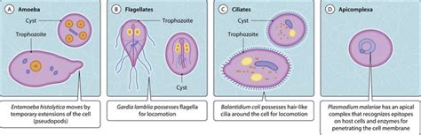 Protozoa: the basic facts | Musculoskeletal Key