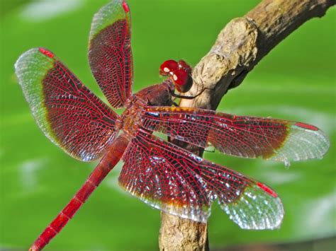 Dragonflies: Flight Machines - My Islam Guide