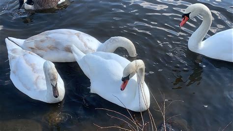 Mute Swans And Their Juveniles Came Back From Their Winter Migration