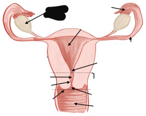 Female Reproductive System Lab Flashcards Quizlet