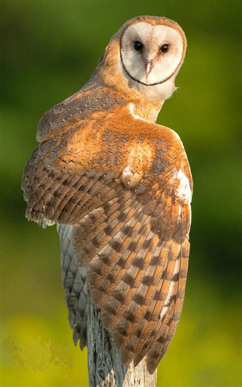 Chouette Effraie Tyto Alba Chouette Effraie Effraie Des Clochers