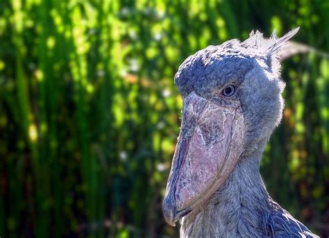 Shoebill Schuhschnabel Im Weltvogelpark Walsrode Wander 📷 Knipser