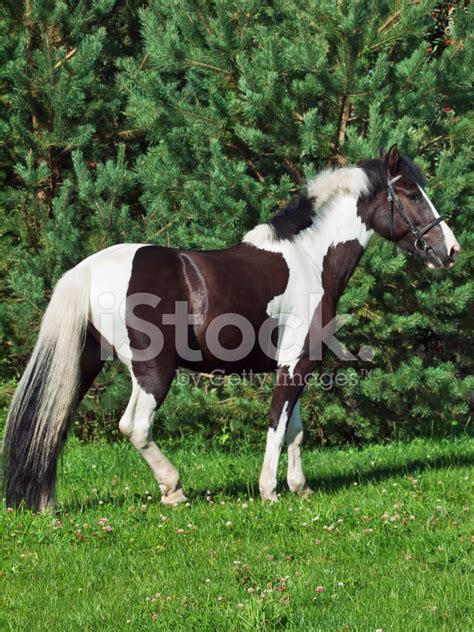 beautiful paint draft horse stock photo royalty  freeimages