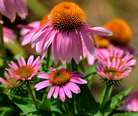 Perennials Plants
