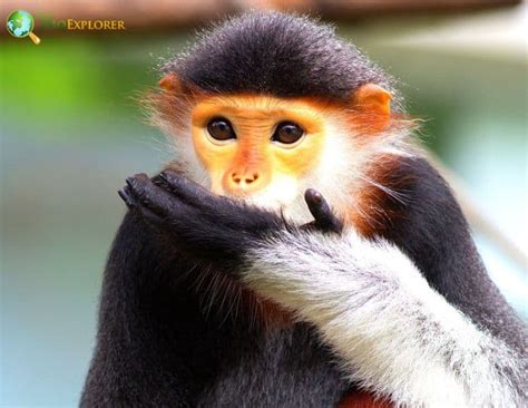 Red-shanked Douc Langur Characteristics | Pygathrix nemaeus Facts