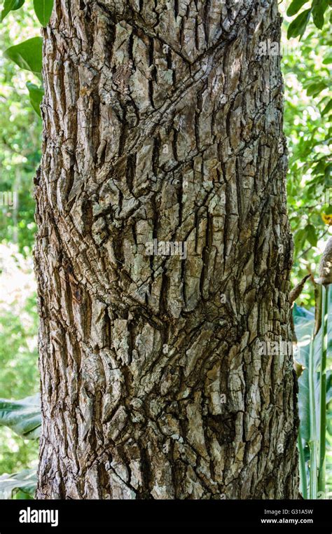 Scars on a Zapote tree where harvesters cut the bark to obtain a gum used to make chewing gum ...