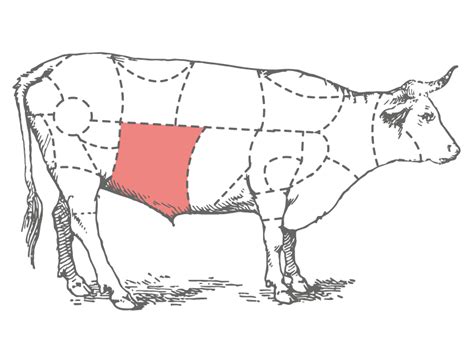 Flank Definition Anatomy at Clinton Matson blog