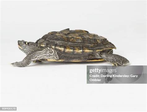 11 Musk Turtles Stock Photos, High-Res Pictures, and Images - Getty Images