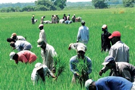 Más Del 90 Trabajadores En Agricultura Rd Son Haitianos