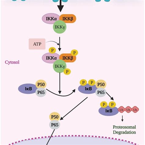 The Nf‐κb Pathway Ikks Inhibitor Of Kappa B Kinases Iκb Ikappab