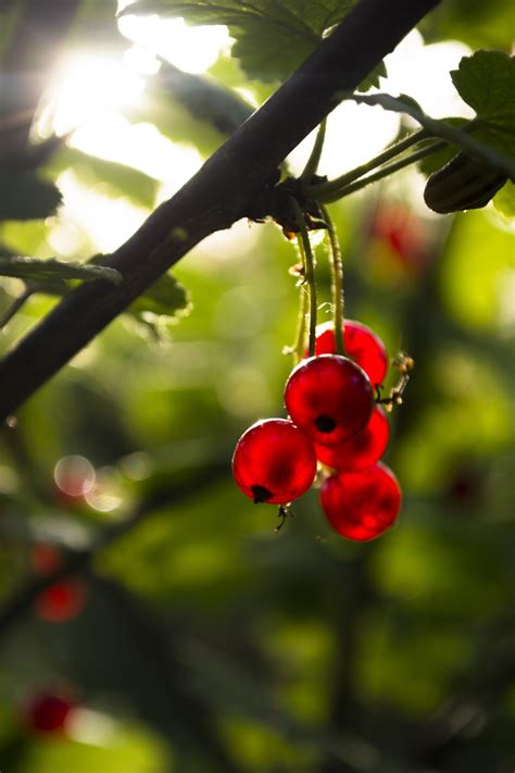 Wallpaper Food Nature Red Branch Fruit Green Blossom Berries