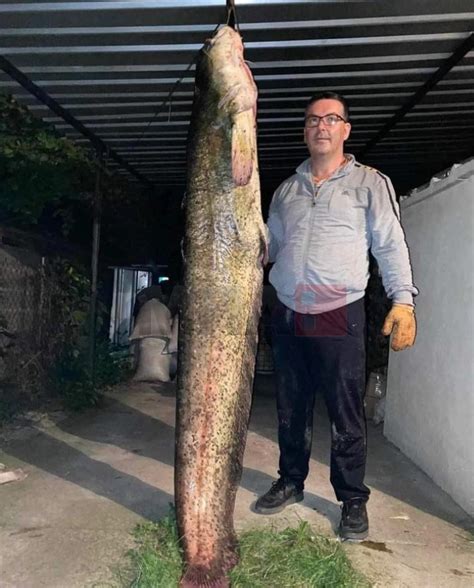 Риболовецот Ванчо Стојмирски улови сом тежок 80 килограми на Калиманско ...