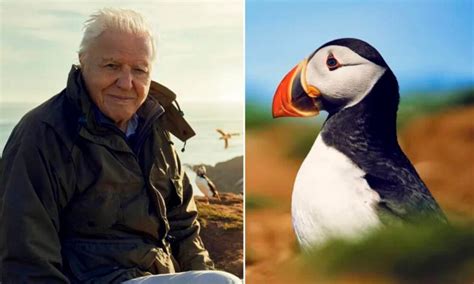 Sir David Attenborough to present major new BBC wildlife series