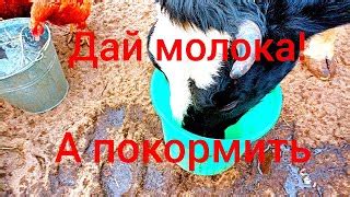 Корма для сельскохозяйственных животных и птиц