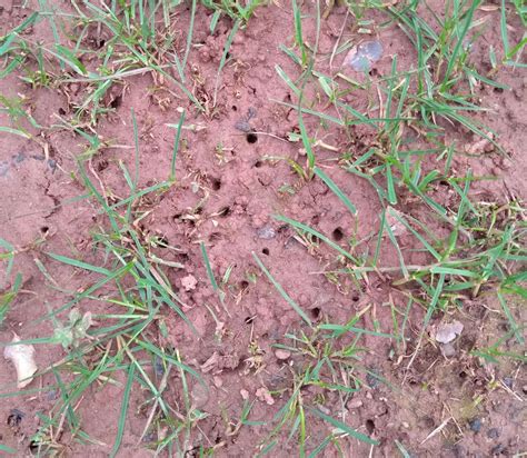 Leatherjackets in your lawn? Follow these steps - The Lawn Man