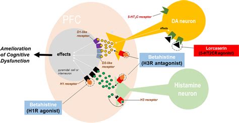 Hypothesis Lorcaserin Plus Betahistine Synergistically Enhances