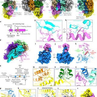Detailed interactions of Polε with CMG helicase a–d Side views of the ... 