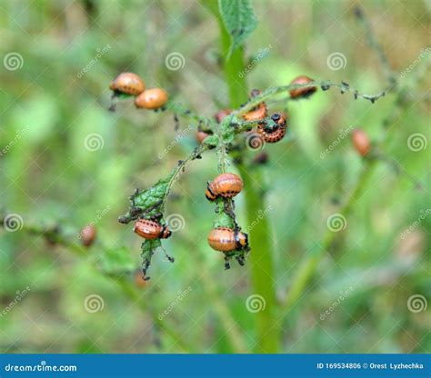 Larvae of Colorado Potato Beetle Stock Photo - Image of animal, macro: 169534806