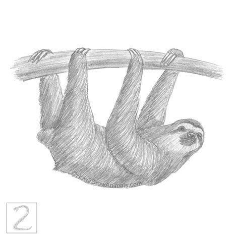 Sloth drawing in graphite pencil | Sloth drawing, Drawings, Sloth art