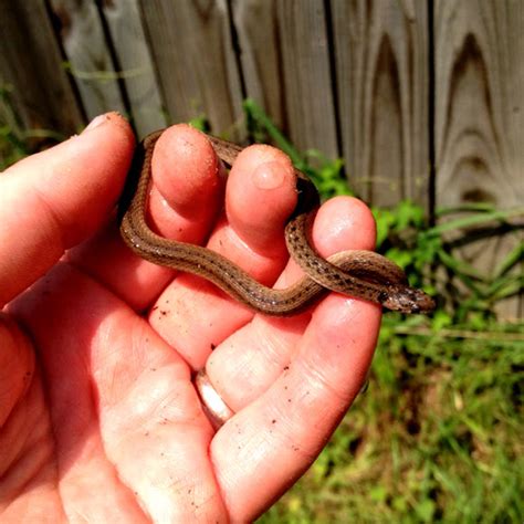 Texas Brown Snake Project Noah