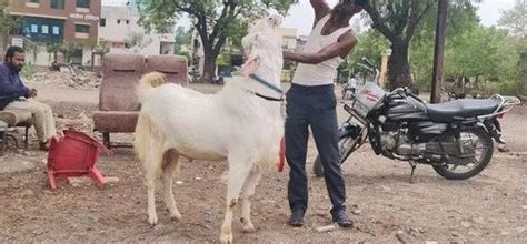 White Sojat Male Goat Kg At Best Price In Chopda Id