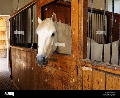 Old Horse Old Nag Hi Res Stock Photography And Images Alamy