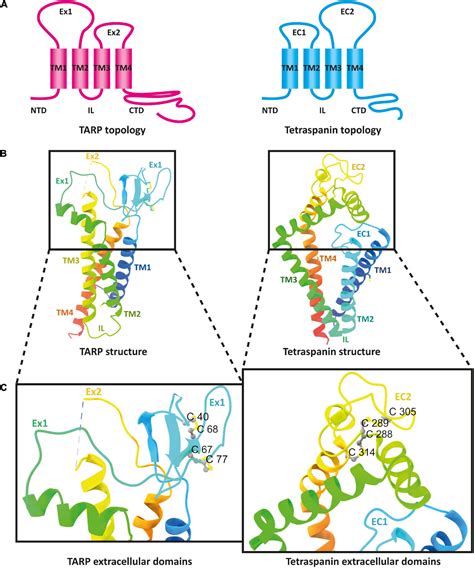 Frontiers Tetraspanins As Potential Modulators Of Glutamatergic