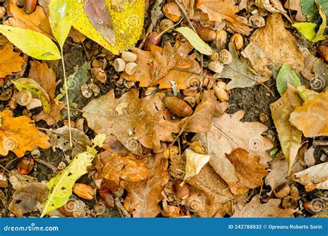 Autumn Leaves On Forest Floor Stock Photo Image Of Natural Autumn