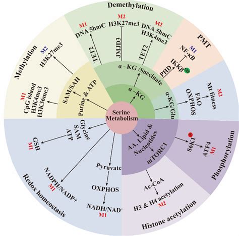 The contribution of serine metabolism to macrophage polarization. The ...