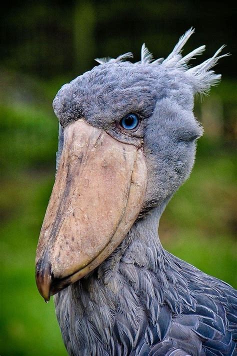 The Shoebill Stork Stands At 5 Feet Tall With An 8 Foot Wingspan Artofit