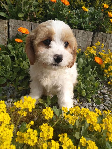 About Cavachon Cavalier Bichon Mix — Rossbane Kennels Cavachon