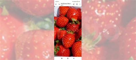 Рассада клубники купить в Калининграде | Товары для дома и дачи | Авито