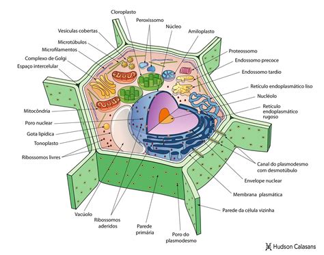 Partes Da Celula Vegetal - Diagrama da célula vegetal com rótulos | Celula eucariotica animal ...