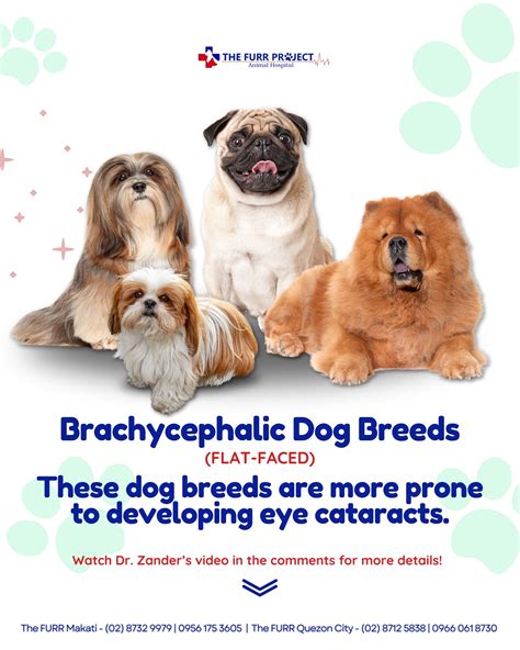 The Furr Project Animal Hospital - Did you know that Pugs, Shih Tzus, and Bulldogs are more