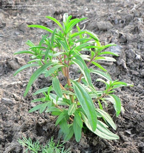 PlantFiles Pictures: Summer Savory (Satureja hortensis) by rebecca101
