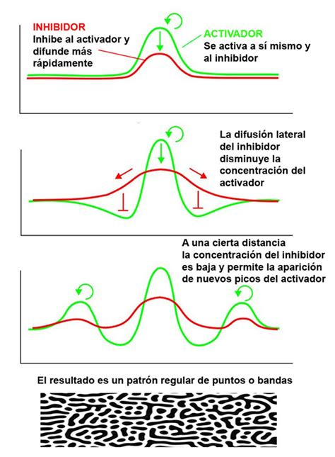 Cómo se forman las huellas dactilares Alan Turing nos dio la pista