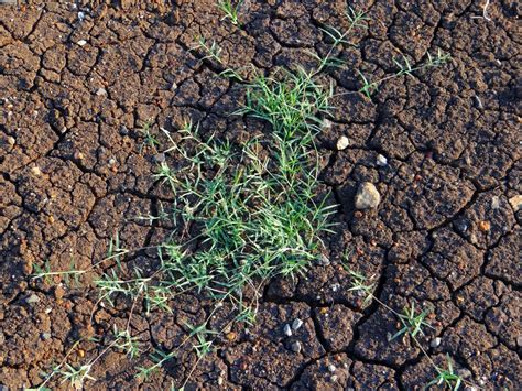 Top Des Pires Mauvaises Herbes Du Jardin